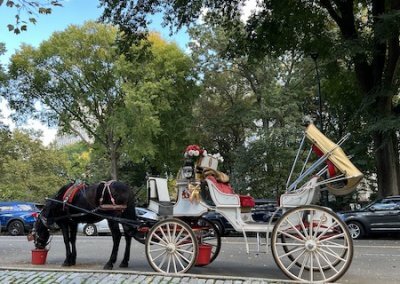 Pferdekutsche am Central Park New York