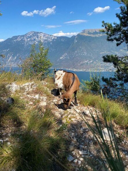 Hike to Monte Bestone Tremosine - encounter with a goat