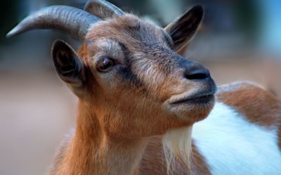 Buy goat cheese Lake Garda: a hidden treasure on Lake Garda